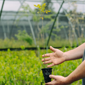 Image of a Pin Oak seedling.
